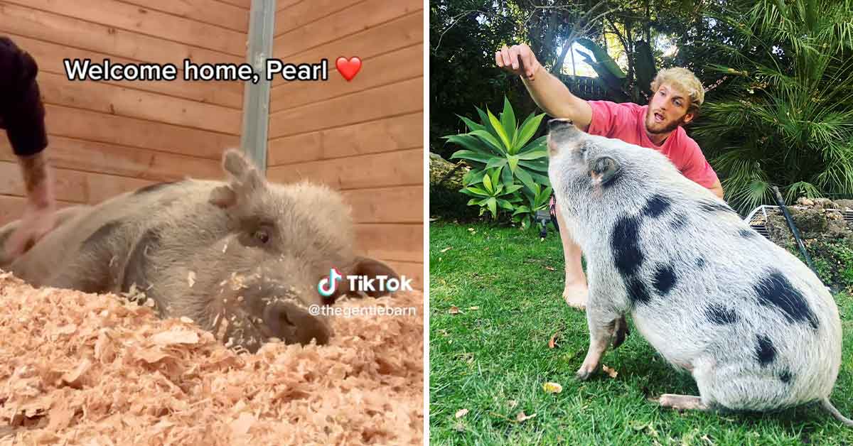 Logan Pual's pig Pearl has been  rescued by  an animal sanctuary