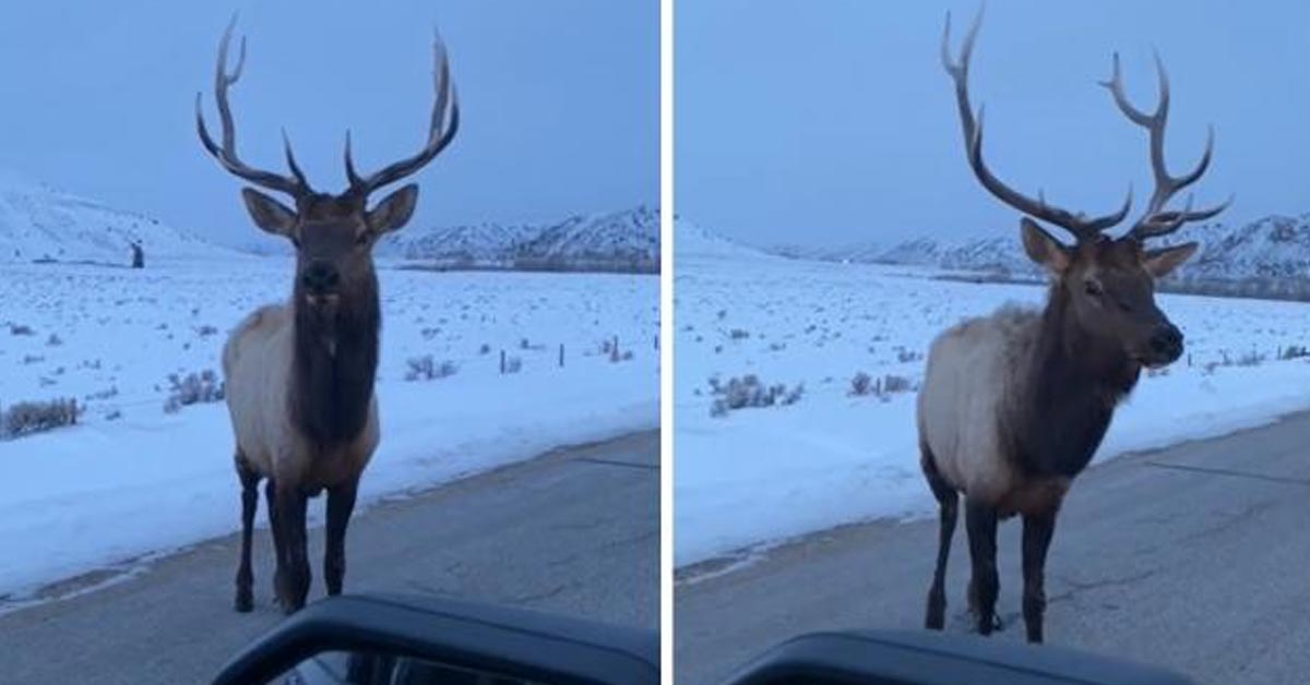 Guys Challenges a Bull Elk And Instantly Regrets It