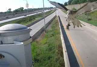 hawk eats a rat right in front of a traffic camera