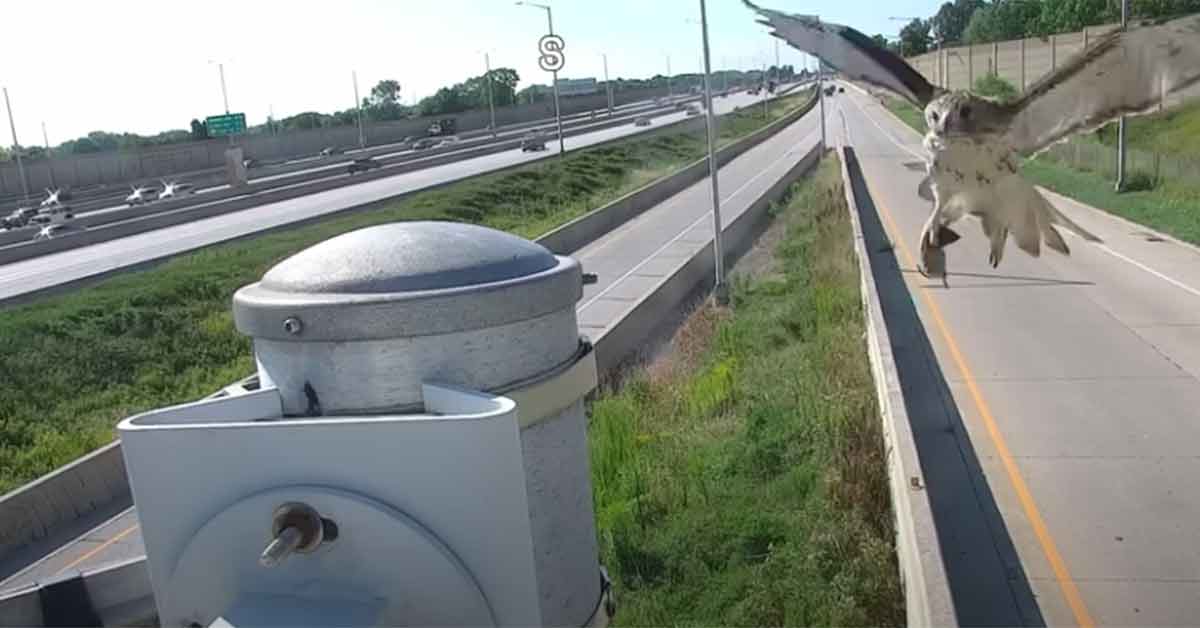 hawk eats a rat right in front of a traffic camera