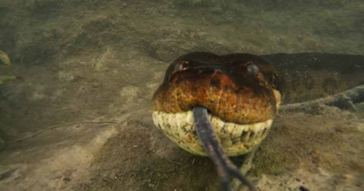 Diver Comes Face to Face with a Giant 23-Foot Anaconda