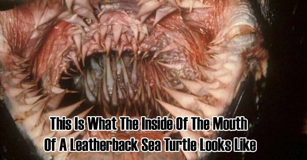 30 Creepy and Strange Images That Are Mildly Terrifying