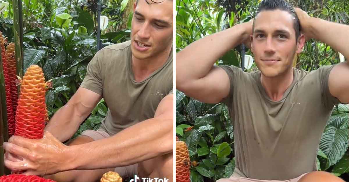 man milks a bee  hive ginger for its  natural shampoo