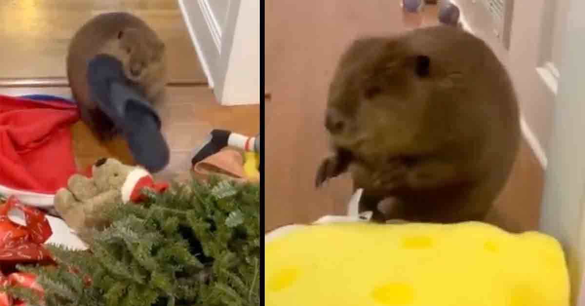 pet beaver builds sad dam