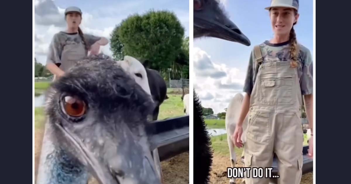 Emmanuel the Emu vs. His Owner is a Battle For the Ages