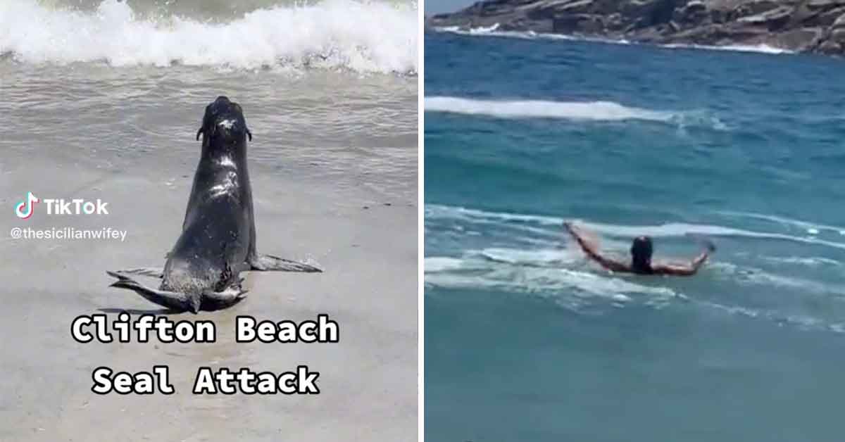 seal attacks beachgoers and kids at clifton beach