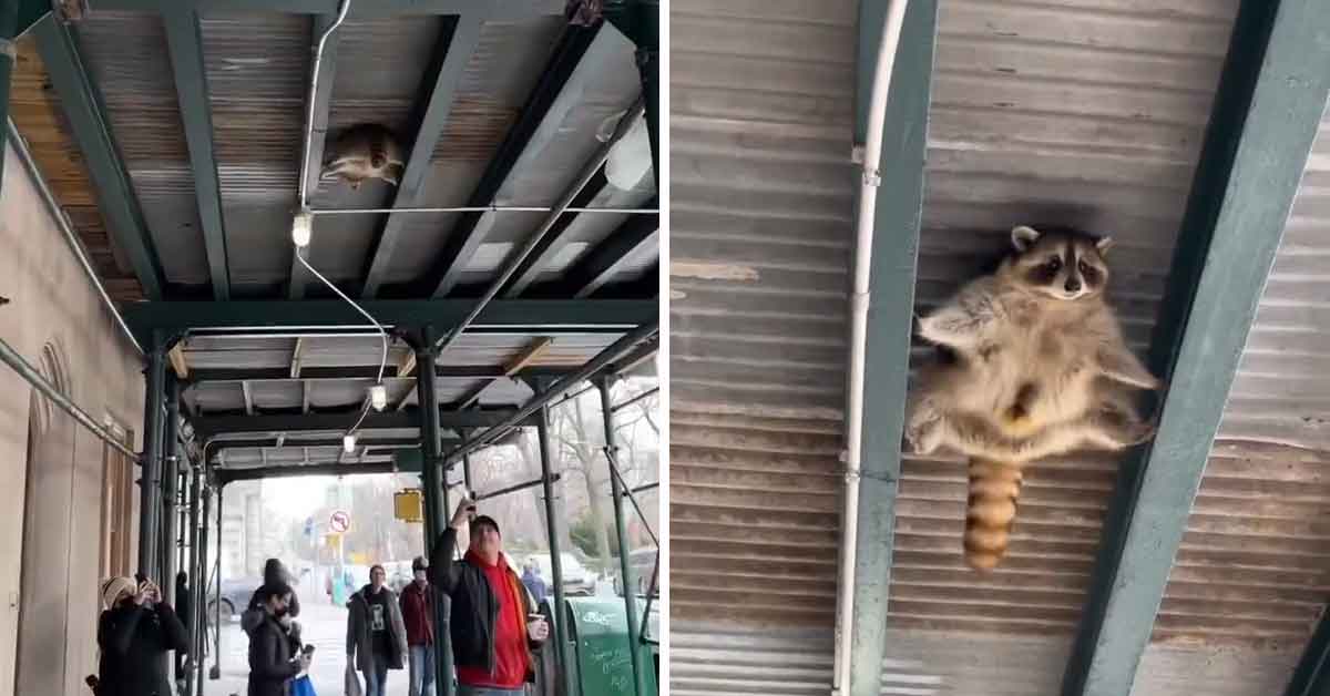 raccoon  hanging under scaffolding is just like tom cruise