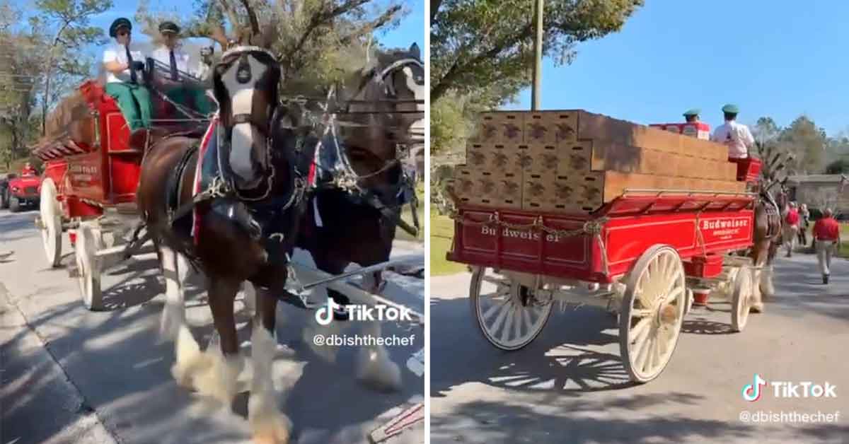 Budweiser delivers a year's supply of beer with a horse and carriage