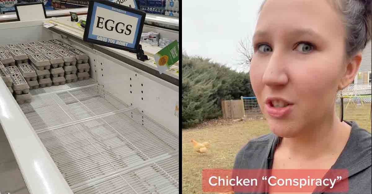 chicken egg conspiracy