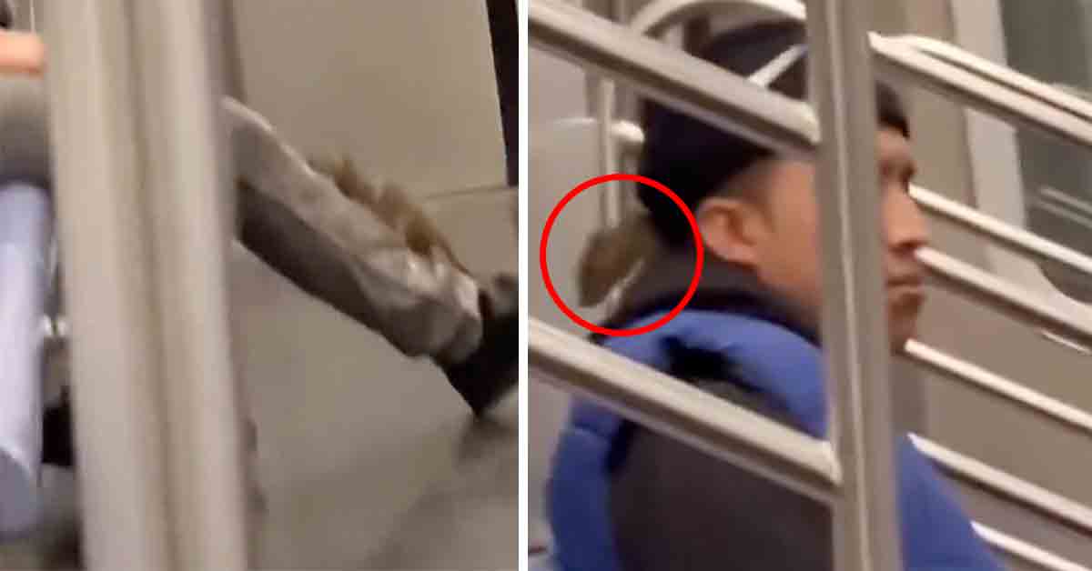 rat on man riding subway