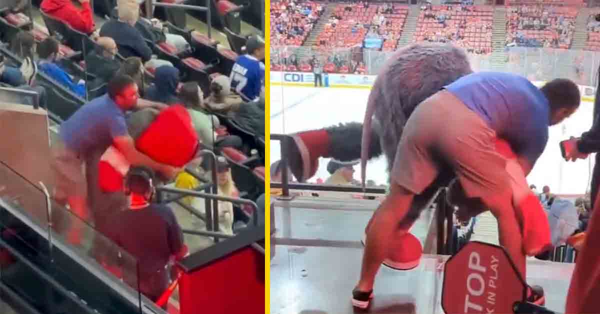 fan fights mascot florida panthers