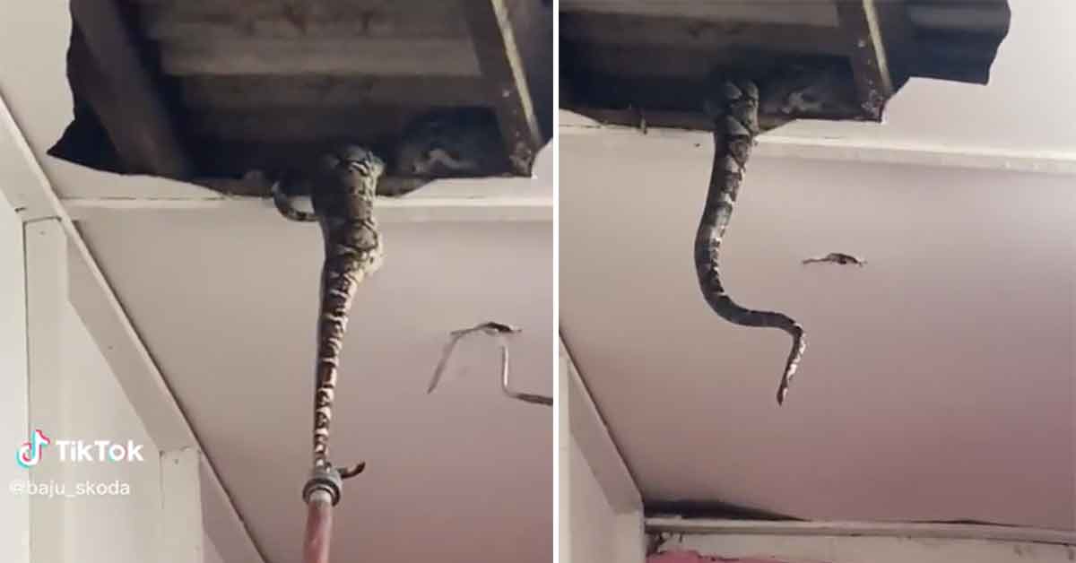 two massive snakes fall through the ceiling