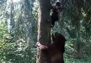 dude climbs tree to escape a bear