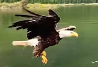 Bald Eagle Snags a Fish From a Fisherman's Line