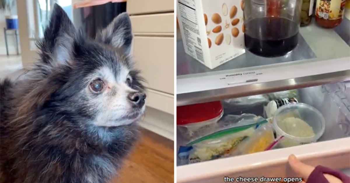 Dogs On TikTok Are Coming to Collect the 'Cheese Tax' - Funny Article ...