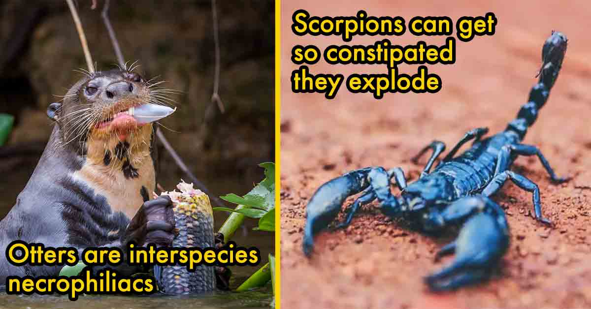otters and scorpions are fucked up