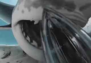 Shark Swallows a Camera and Shows What it Looks Like to Be Eaten Alive