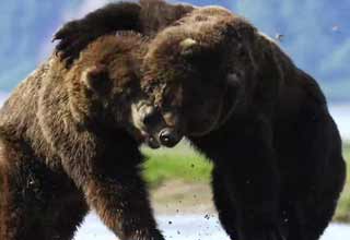 An Absolutely Brutal Battle Between Two Monster-Sized Alaskan Bears