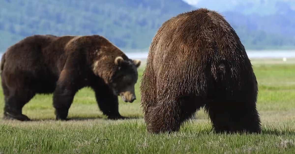 An Absolutely Brutal Battle Between Two Monster-Sized Alaskan Bears