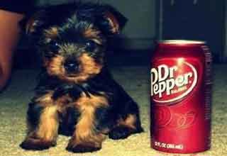 a small dog next to a Dr Pepper