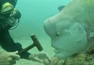nosy ass fish bothering diver