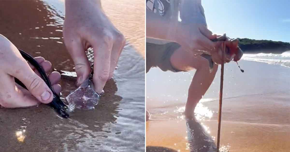 man pulls a beach worm from the sand