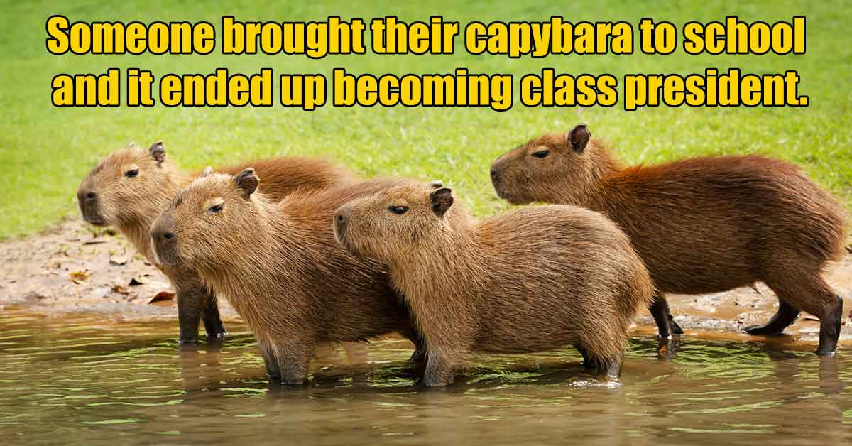 Someone brought their capybara to school and it ended up becoming class president.