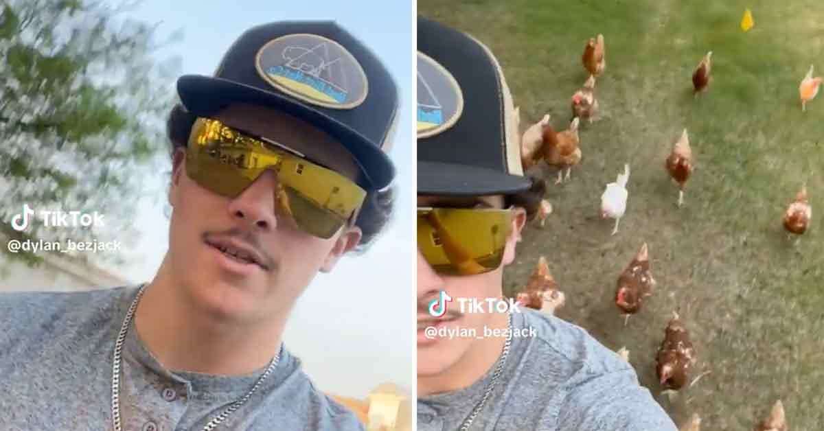 The Great Chicken War of 2023 Is Happening on TikTok Funny Article