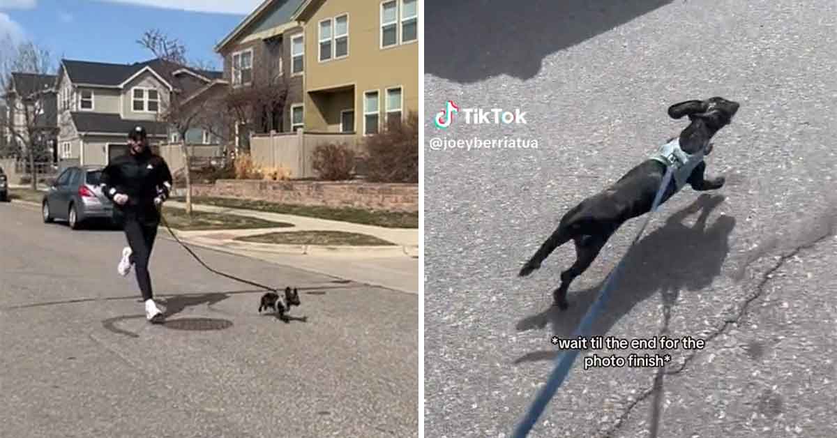 guy trains his wiener dog to run a six minute mile