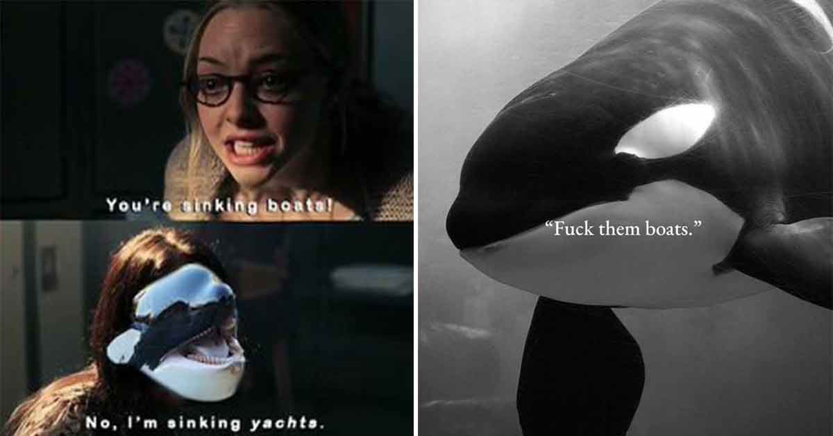 fuck them boats -  Orca whale meme