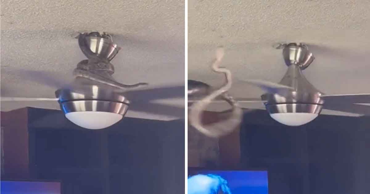 snake crawls through ceiling and gets thrown by fan