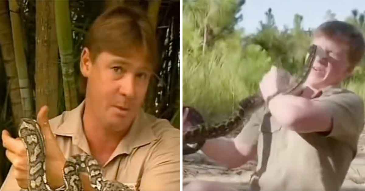 Steve Irwin and son Robert both bit the same type of snake
