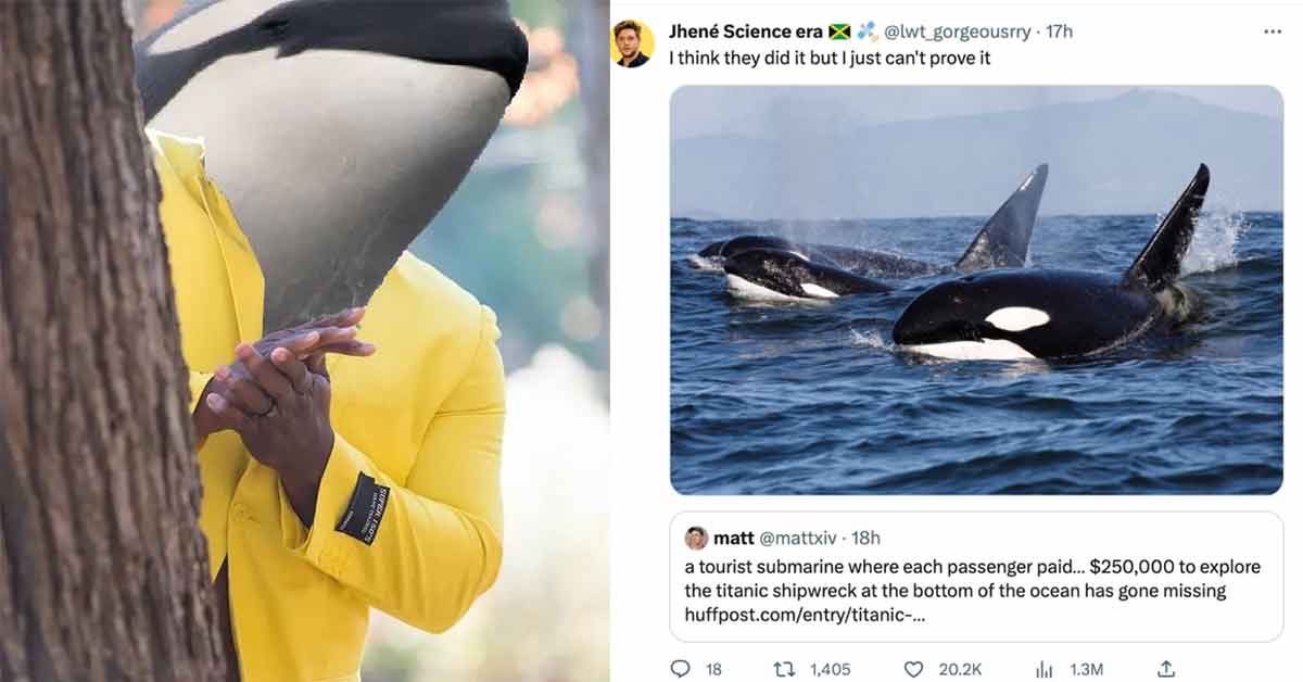 'They're Orca-nizing': 31 Killer Orca Whale Memes 