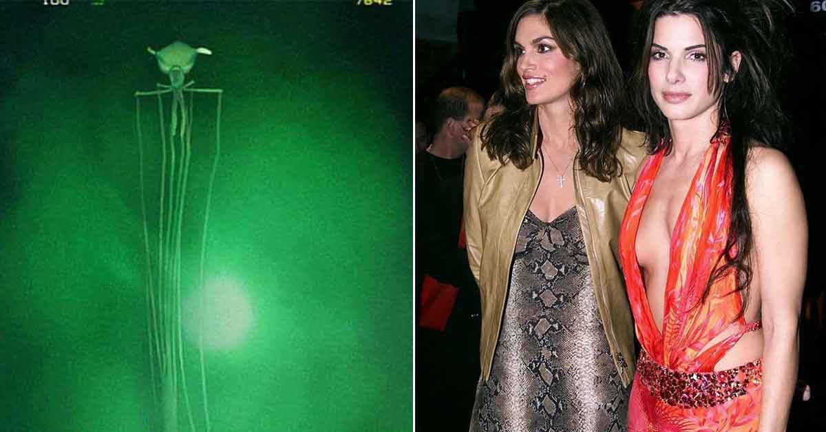 cool pics to chill with -  Sandra Bullock in the famous J Lo dress -  a creepy deep sea squid