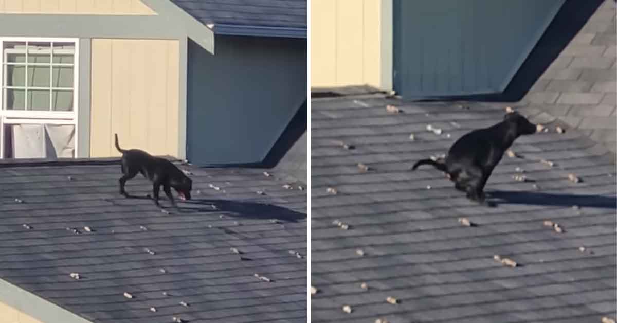 dog pooping on a roof