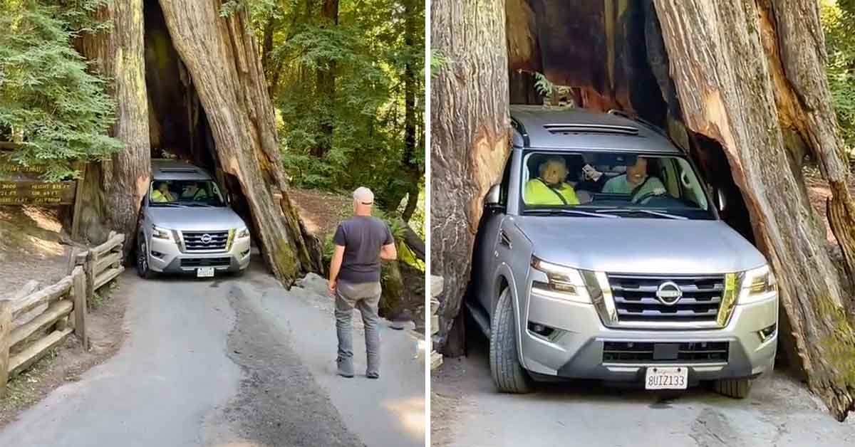 Not Even a Redwood Tree is Big Enough to Fit Massive SUV: Family Gets Stuck