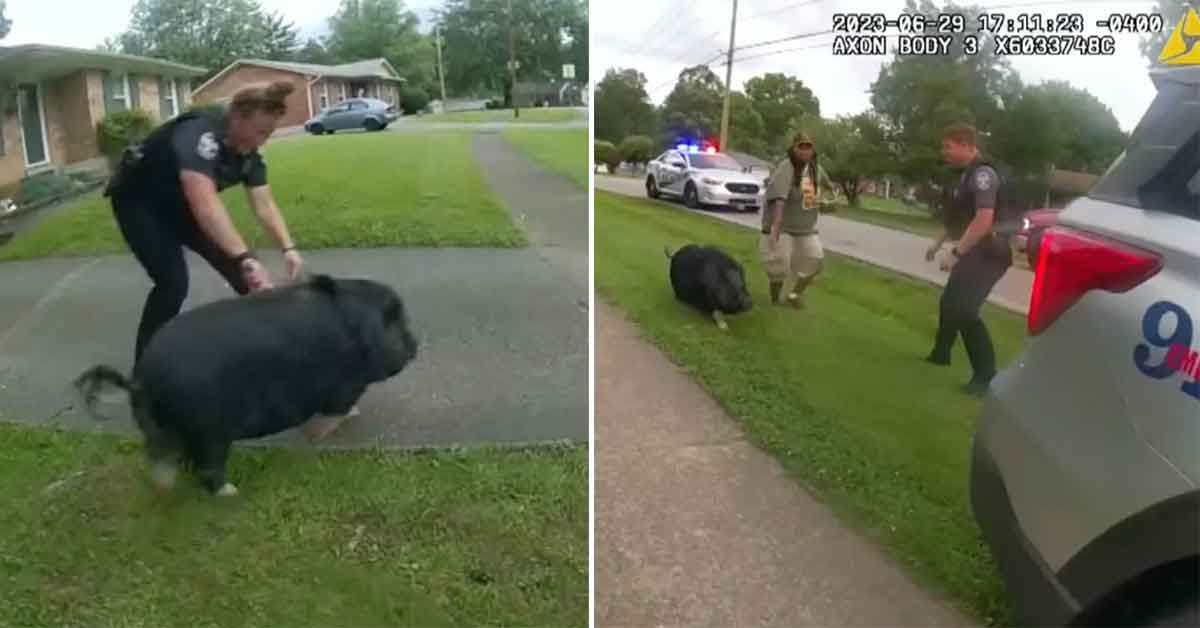 police chase pig named Mr. BaconBits