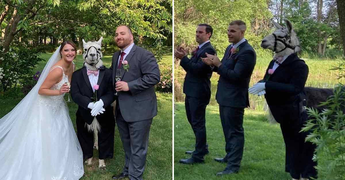 Llama dressed in a suit at a wedding