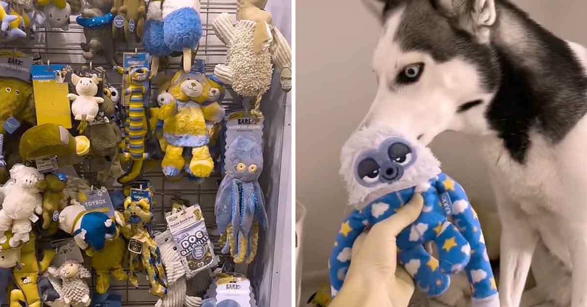 tiktok's dog filter is helping pet owners pick out better toys for their dogs