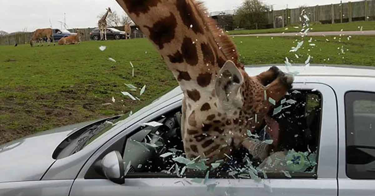 Thoughtless Driver Ruins Everyone's Day at the Wildlife Park