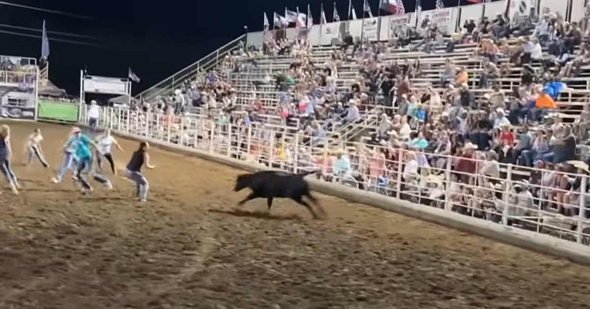 Women Trying to Win $100 Get Absolutely Rekt by the BUll