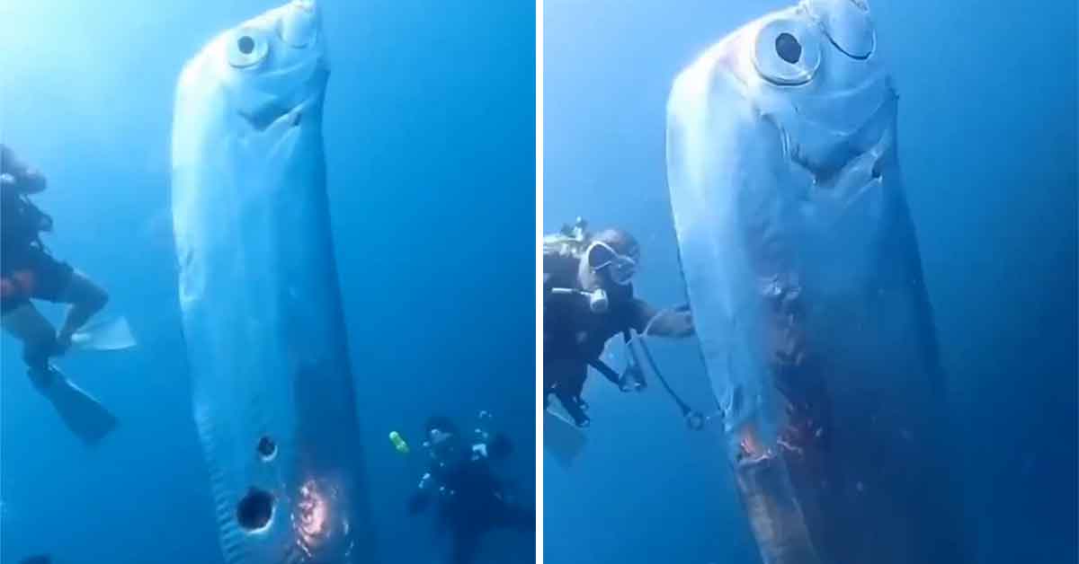 Divers Come FacetoFace with Terrifying ‘Doomsday Fish’ That Predicts