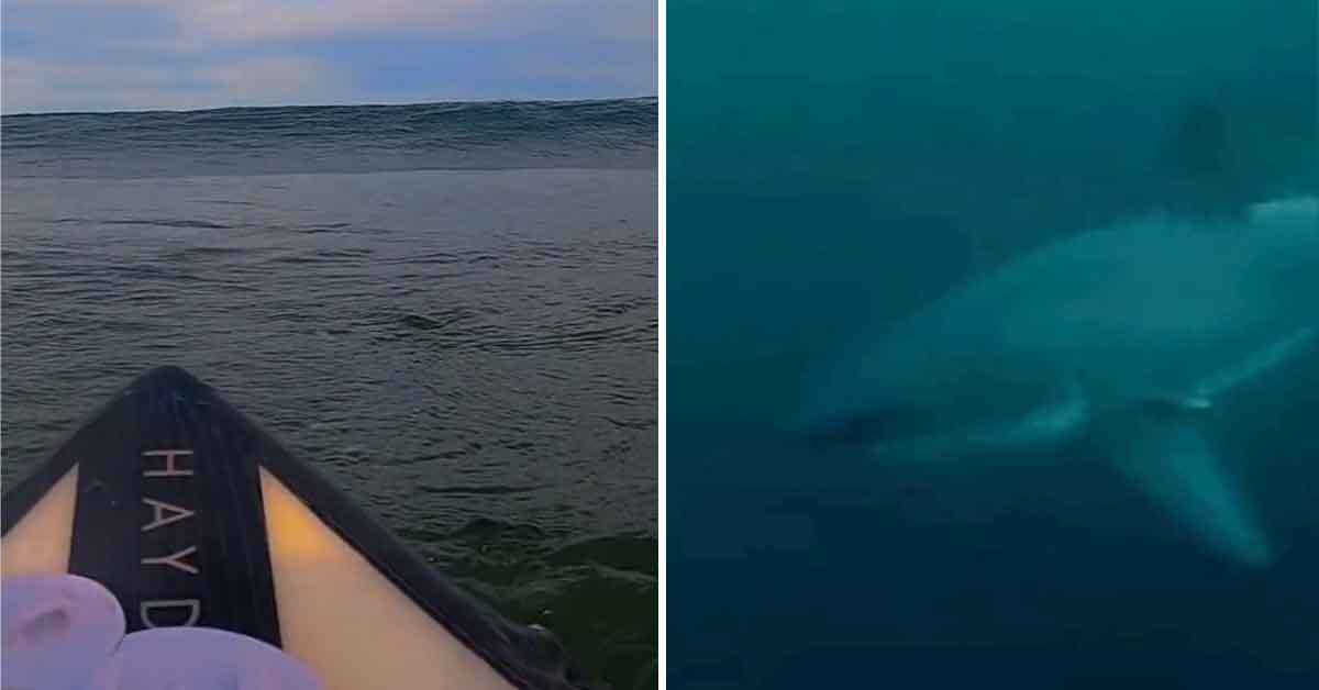 Surfer Ducks Under a Wave, and Comes Face to Face With a Great White