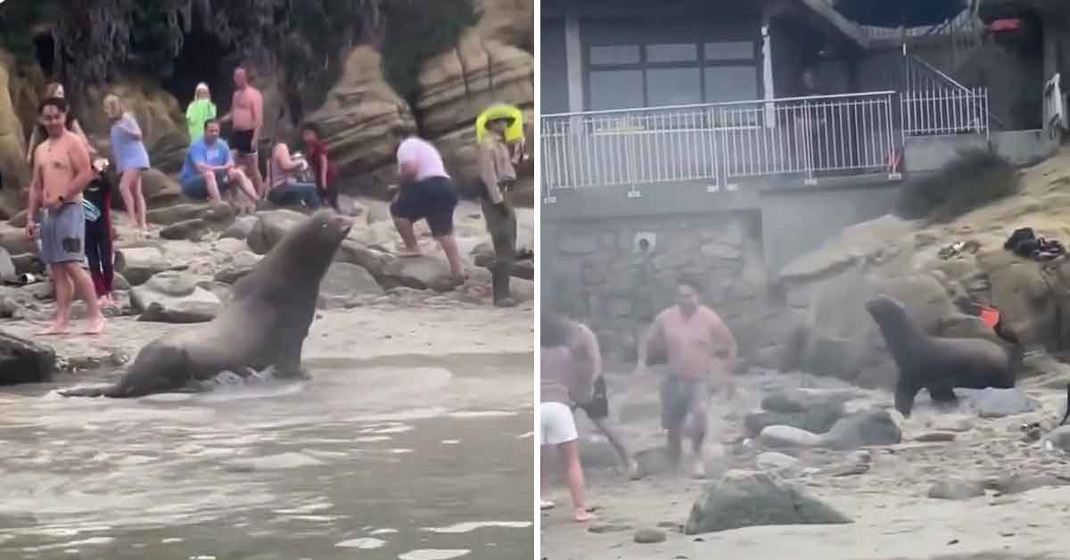 Sea Lions Chase Off Beach Goers and Terrorize Children at La Jolla Beach in San Diego