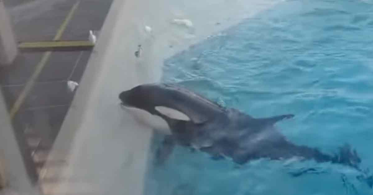 SeaWorld Orca Whale Lures Gulls To Their Death With A Fishy Last Meal