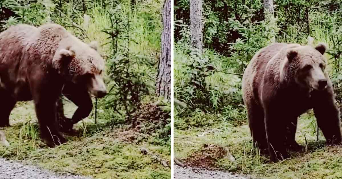 A Pair Of Bears Stalk Hikers In Terrifying TikTok