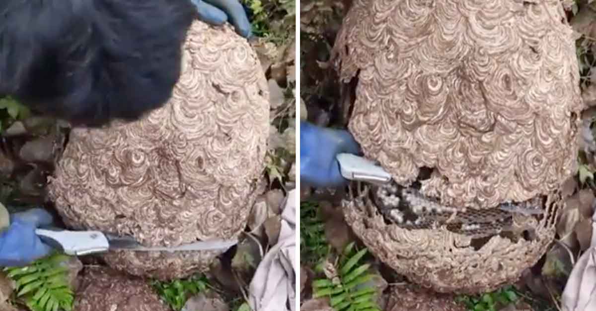 Video of a Wasps Nest Has Everyone Questioning What Wasps Actually Do