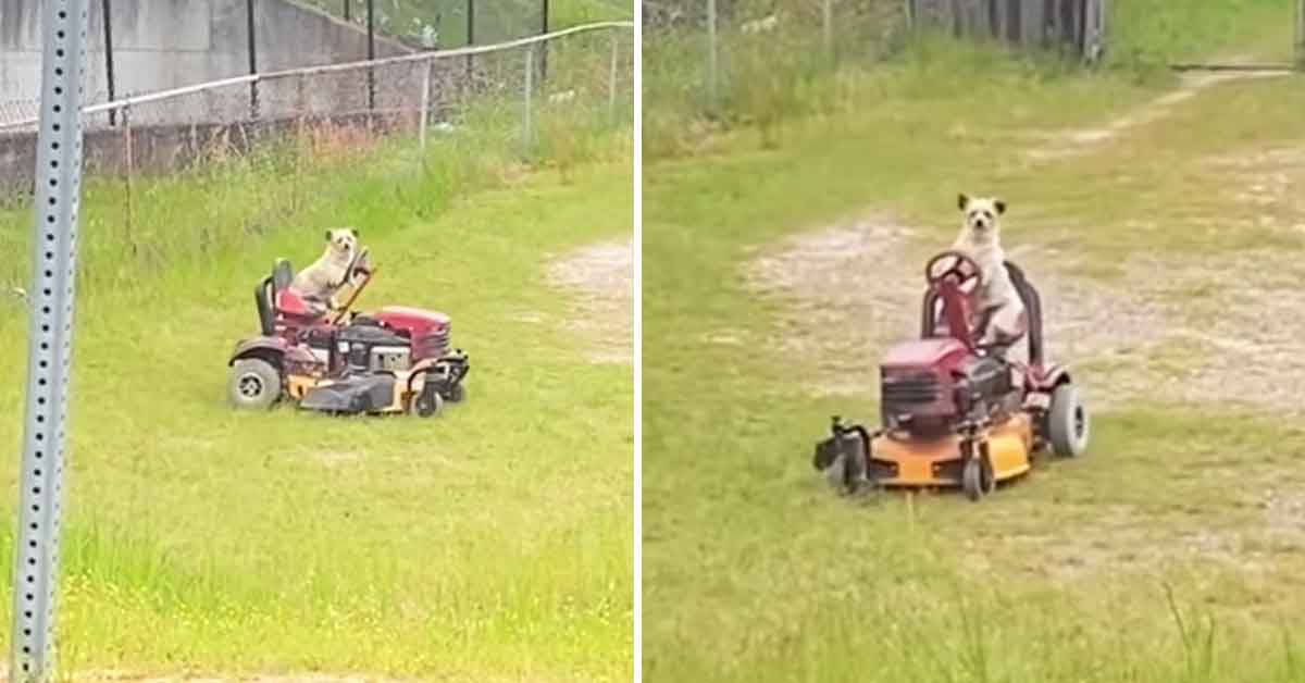 This Guy’s Reaction to a Dog Mowing a Lawn Is Somehow Funnier Than a Dog Mowing a Lawn