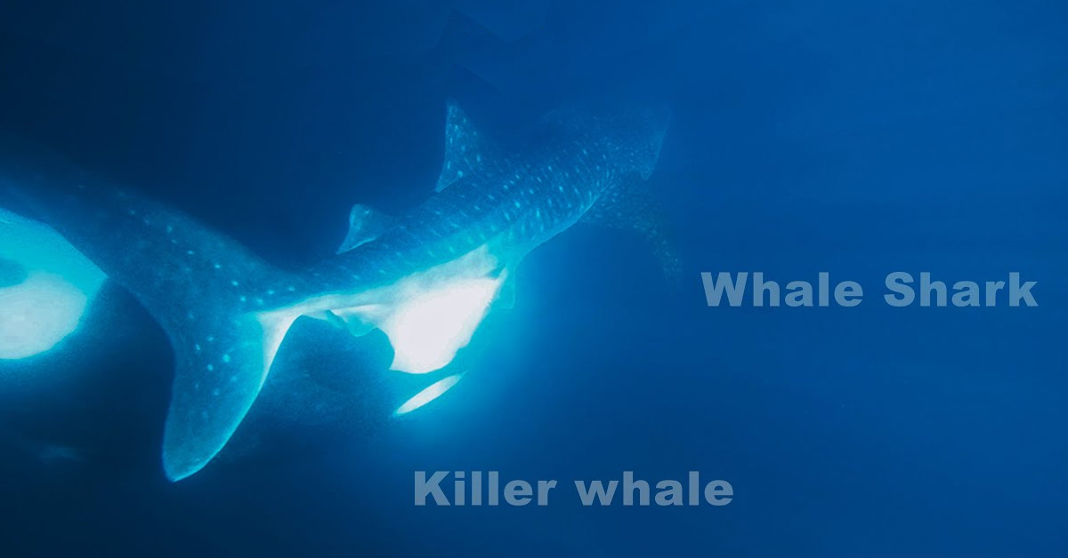Orcas Suck the Internal Organs out of a Whale Shark While It's Still Alive