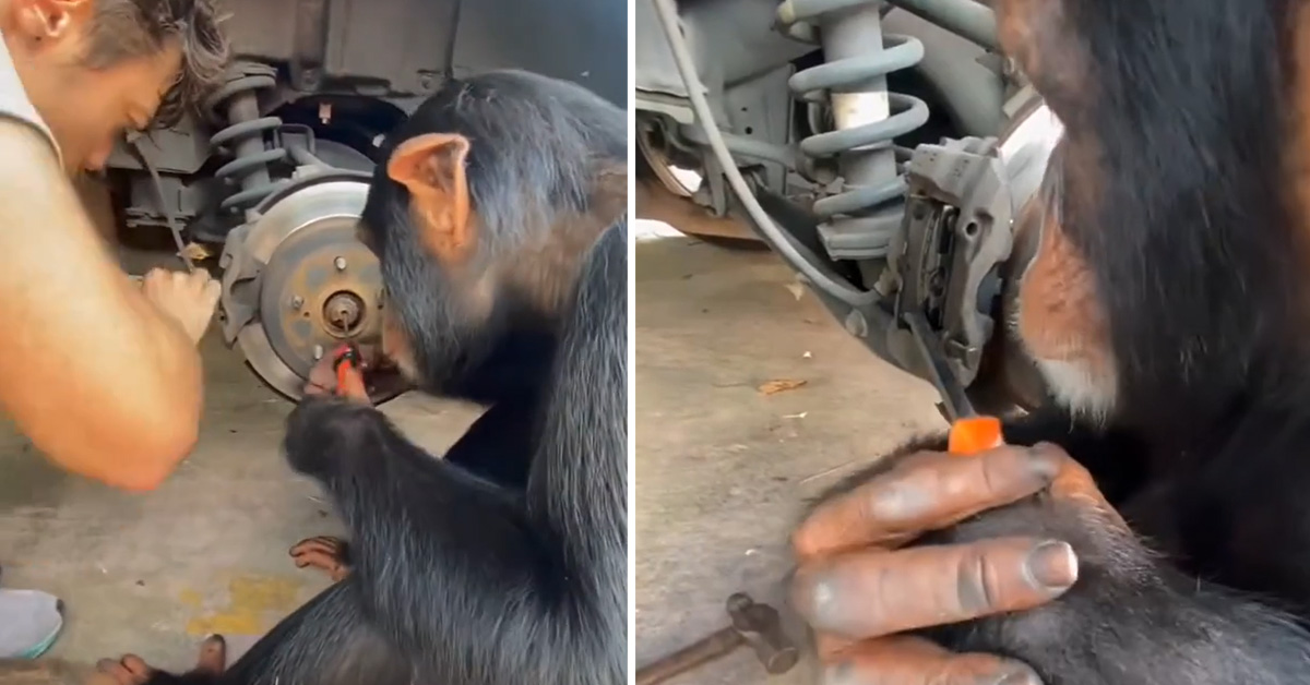 Monkey Mechanic is the Helper Your Dad Wished He Had Instead of You